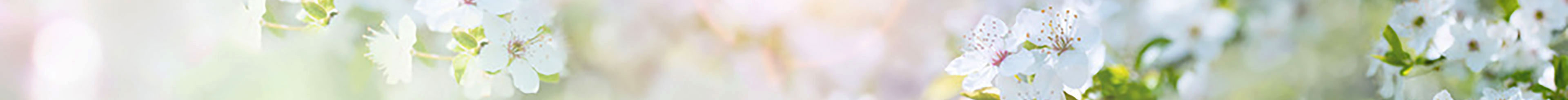 Header Lichtheilung-Pohl